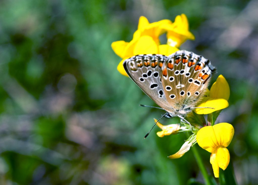 Femmina di Polyommatinae - Polyommatus (Lysandra) bellargus